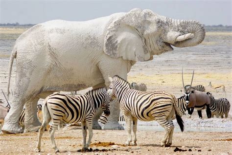 White elephant (animal) .